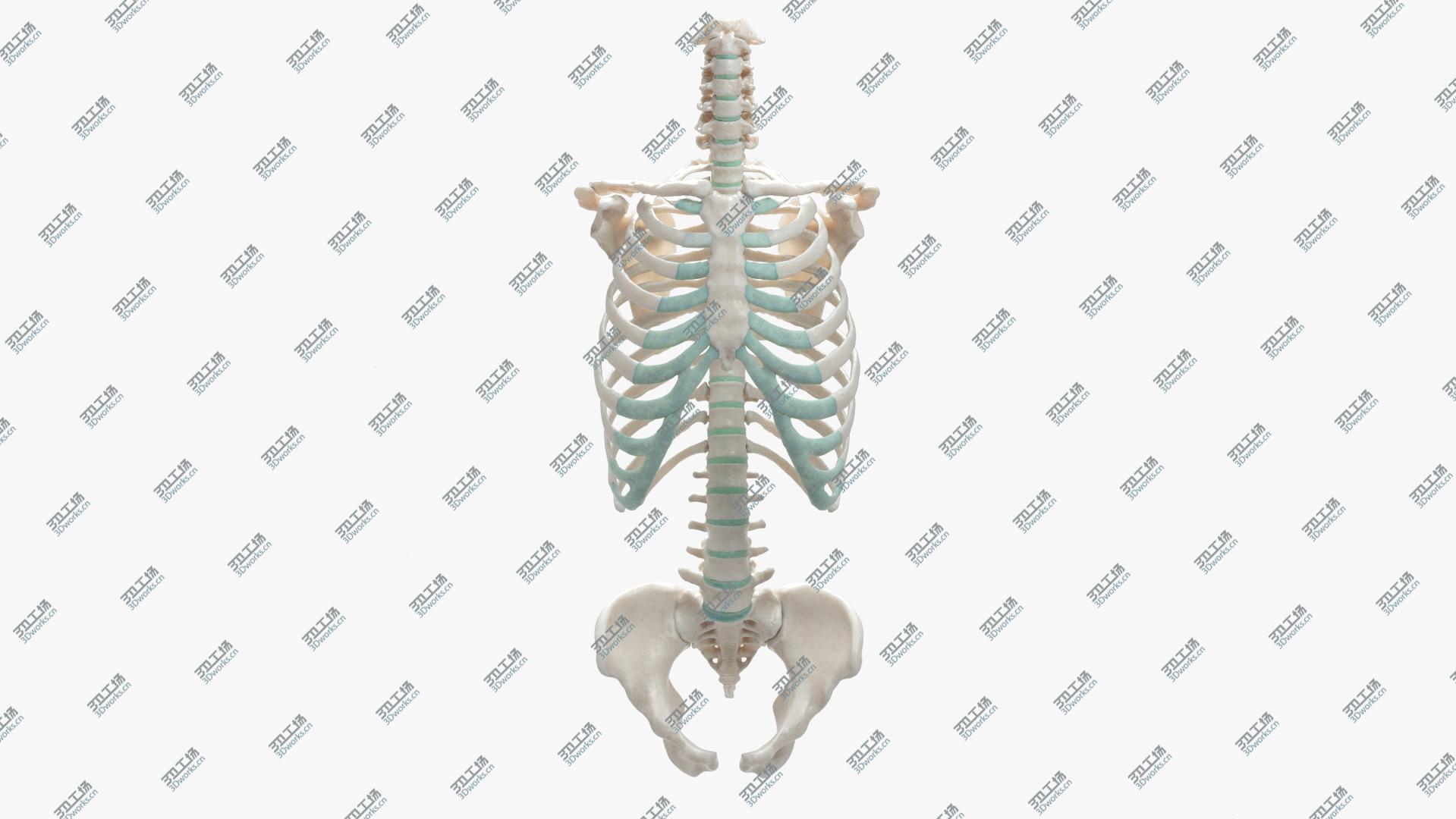 images/goods_img/20210319/Female Torso Skeleton model/2.jpg